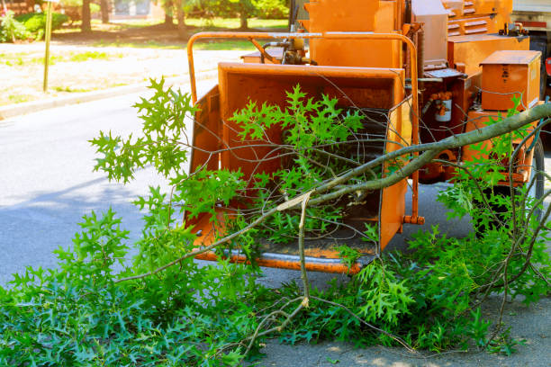 Best Storm Damage Tree Cleanup  in USA